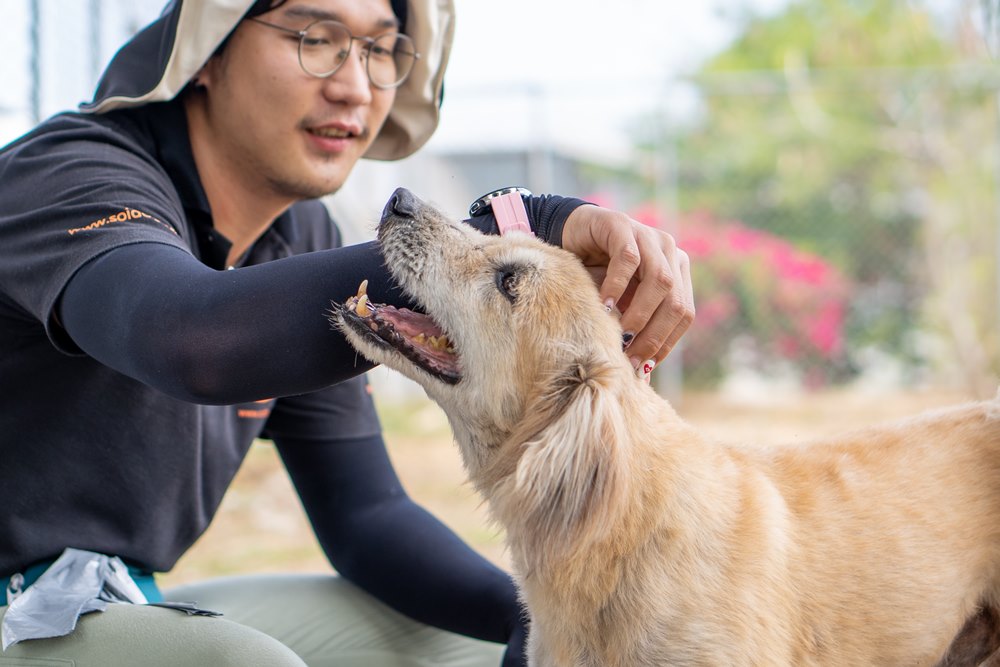 Sponsordog - Paloka | Soi Dog Foundation