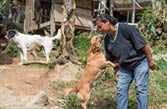 Soi Dog Foundation