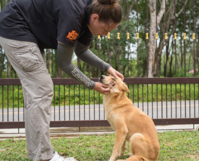 Soi Dog Foundation