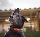 Soi Dog Foundation