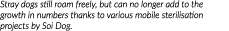 Stray dogs still roam freely, but can no longer add to the growth in numbers thanks to various mobile sterilisation p   