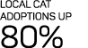 Local cat adoptions up 80%