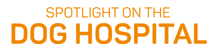 Spotlight on the dog hospital