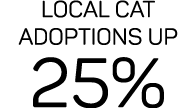 Local cat adoptions up 25%