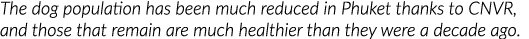 The dog population has been much reduced in Phuket thanks to CNVR, and those that remain are much healthier than they   