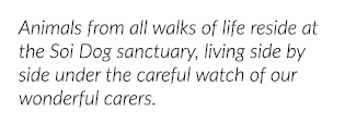 Animals from all walks of life reside at the Soi Dog sanctuary, living side by side under the careful watch of our wo   