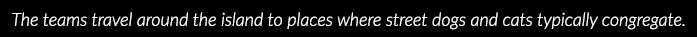 The teams travel around the island to places where street dogs and cats typically congregate  