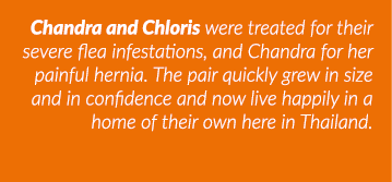 Chandra and Chloris were treated for their severe flea infestations, and Chandra for her painful hernia  The pair qui   