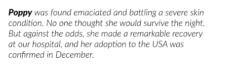 Poppy was found emaciated and battling a severe skin condition  No one thought she would survive the night  But again   