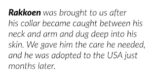 Rakkoen was brought to us after his collar became caught between his neck and arm and dug deep into his skin  We gave   