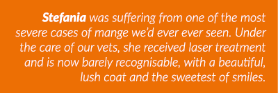 Stefania was suffering from one of the most severe cases of mange we d ever ever seen  Under the care of our vets, sh   
