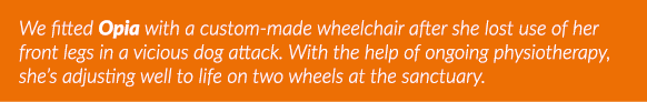 We fitted Opia with a custom-made wheelchair after she lost use of her front legs in a vicious dog attack  With the h   