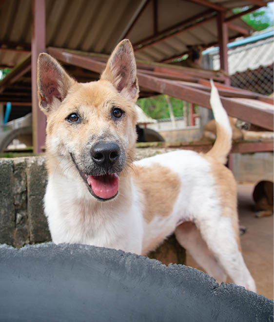 Soi Dog Foundation