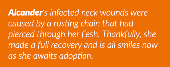 Alcander s infected neck wounds were caused by a rusting chain that had pierced through her flesh  Thankfully, she ma   