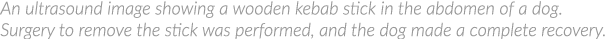 An ultrasound image showing a wooden kebab stick in the abdomen of a dog  Surgery to remove the stick was performed,    