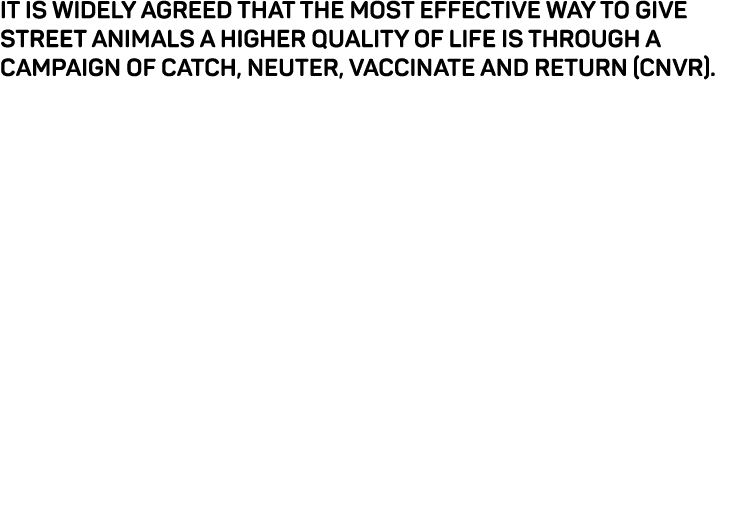 It is widely agreed that the most effective way to give street animals a higher quality of life is through a campaign   
