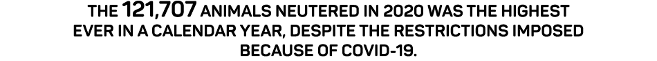The 121,707 animals neutered in 2020 was the highest ever in a calendar year, despite the restrictions imposed becaus   