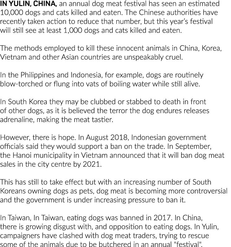 In Yulin, China, an annual dog meat festival has seen an estimated 10,000 dogs and cats killed and eaten  The Chinese   