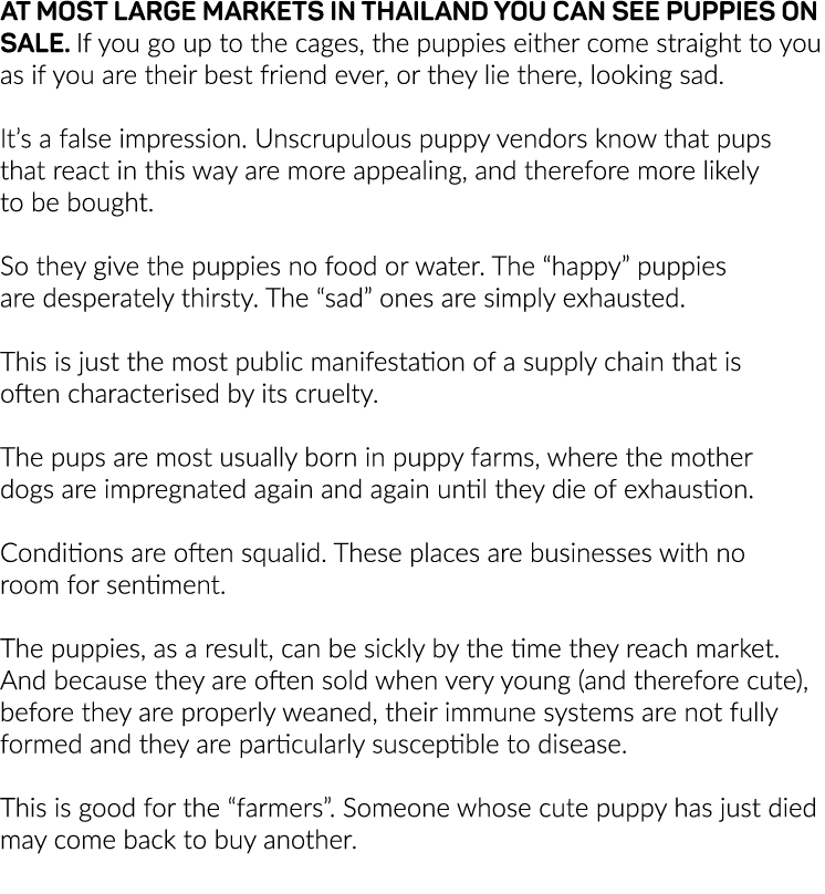 At most large markets in Thailand you can see puppies on sale  If you go up to the cages, the puppies either come str   