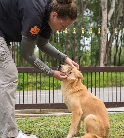 Soi Dog Foundation