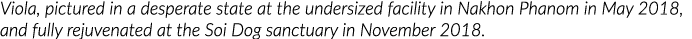 Viola, pictured in a desperate state at the undersized facility in Nakhon Phanom in May 2018, and fully rejuvenated a   