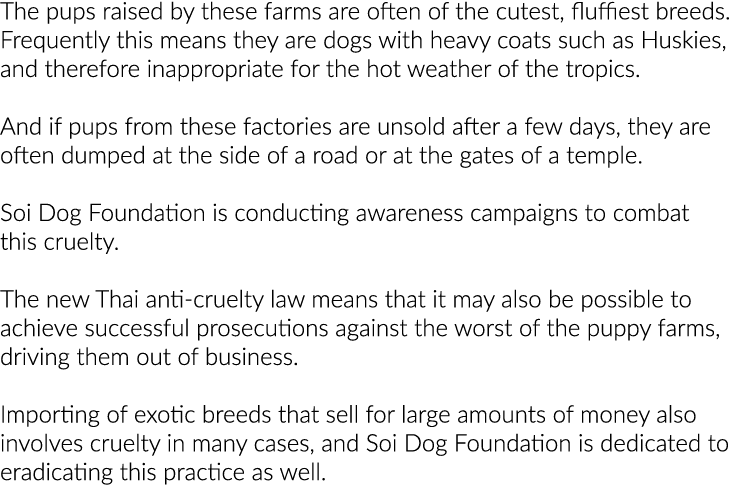 The pups raised by these farms are often of the cutest, fluffiest breeds  Frequently this means they are dogs with he   