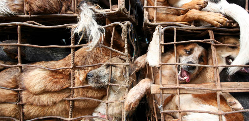 A collaboration between NGO agents and the Mekong River Navy led to a bust of this pickup containing 130 dogs just as it was about to load them on to a boat  The smugglers fled and escaped arrest  Every year an estimated 200,000 dogs are illegally smuggled across the River Mekong, from Thailand in to Laos, where they are driven by truck to Vietnam  Stuffed in to tiny crude metal cages they are then taken up to the slaughter houses and dog meat restaurants of Hanoi, Vietnam's capital  A dog bought in Thailand for as little as US 7 can then be sold for up to US 100 in Vietnam making it a very profitable trade for the mafia gangs that control it  NGO's and officials in Thailand Northeast are fighting hard to stop the trade and in 2013 alone have saved thousands of dogs from being smuggled across the border to Laos 