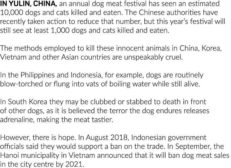 In Yulin, China, an annual dog meat festival has seen an estimated 10,000 dogs and cats killed and eaten  The Chinese   