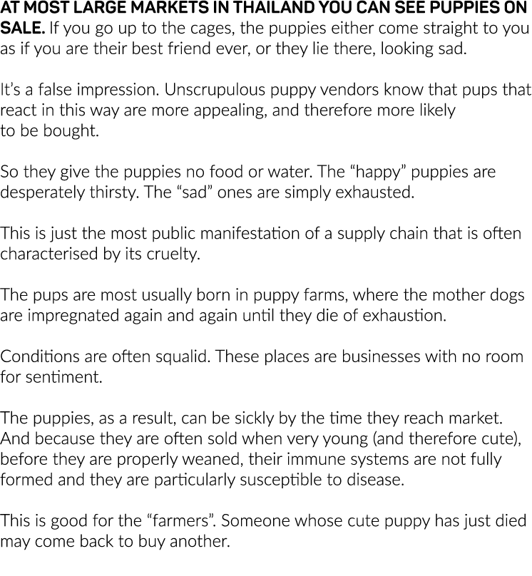 At most large markets in Thailand you can see puppies on sale  If you go up to the cages, the puppies either come str   