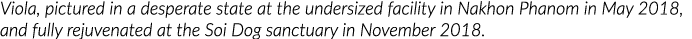 Viola, pictured in a desperate state at the undersized facility in Nakhon Phanom in May 2018, and fully rejuvenated a   