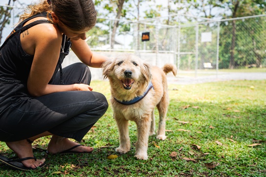 Sponsordog - Paloka | Soi Dog Foundation